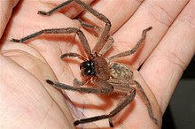 220px-Huntsman-spider-in-hand.jpg