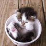 LoveKindnessKittens