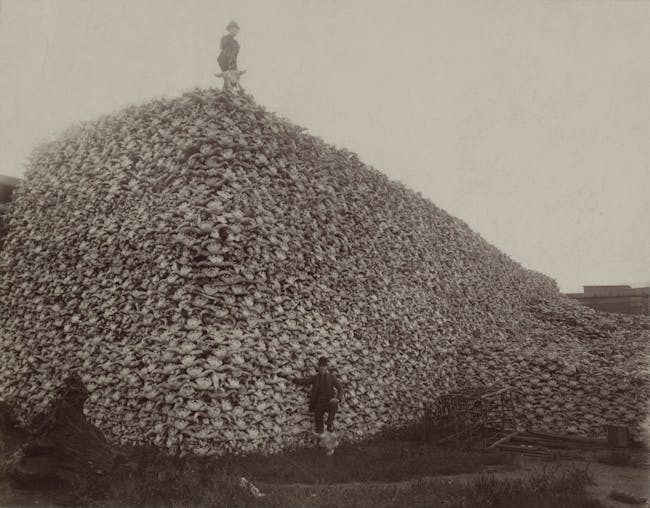 bison-skulls-collected-during-the-slaughter-mid-1870s.jpeg